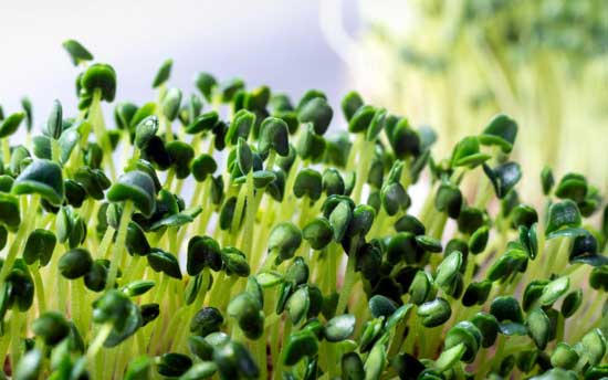 Microgreens Image